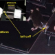 ที่มาของภาพ : http://phenome.jax.org/phenome/protodocs/Lake1/Lake1_Protocol.htm