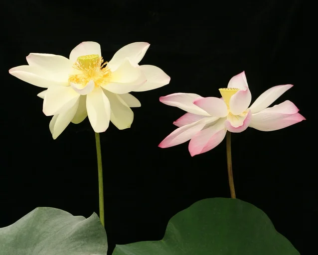 flower-modifile-with-nuclear