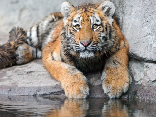 tiger